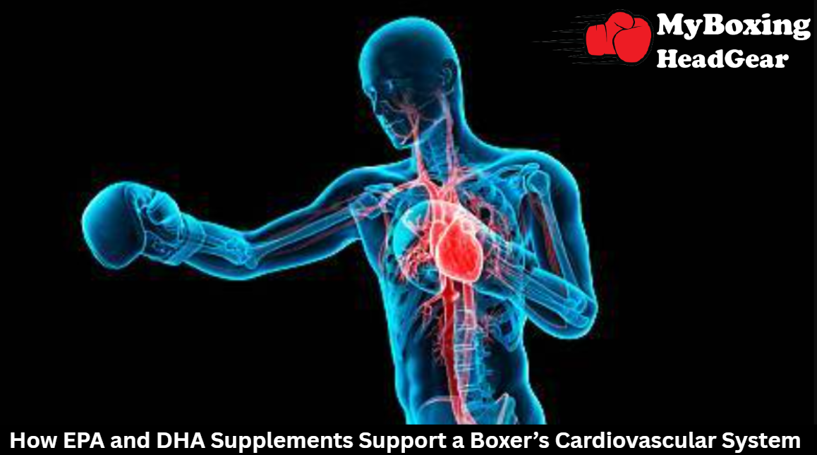 Boxer’s Cardiovascular System